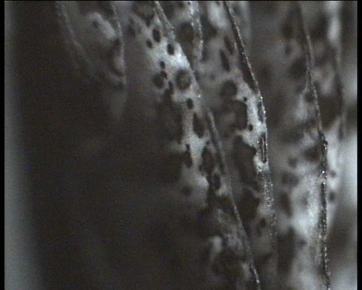 Hydropus atramentosus (Kalchbr.) Kotl. & Pouz.